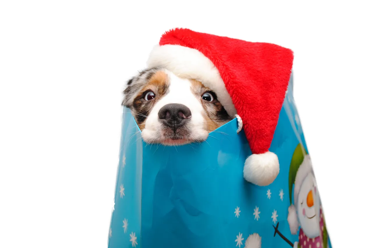Photo wallpaper look, pose, gift, new year, dog, package, Christmas, white background