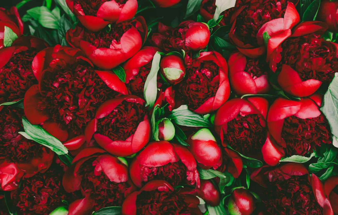 Photo wallpaper flowers, red, petals, buds, peonies