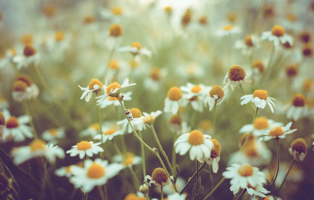 Photo wallpaper flowers, nature, chamomile