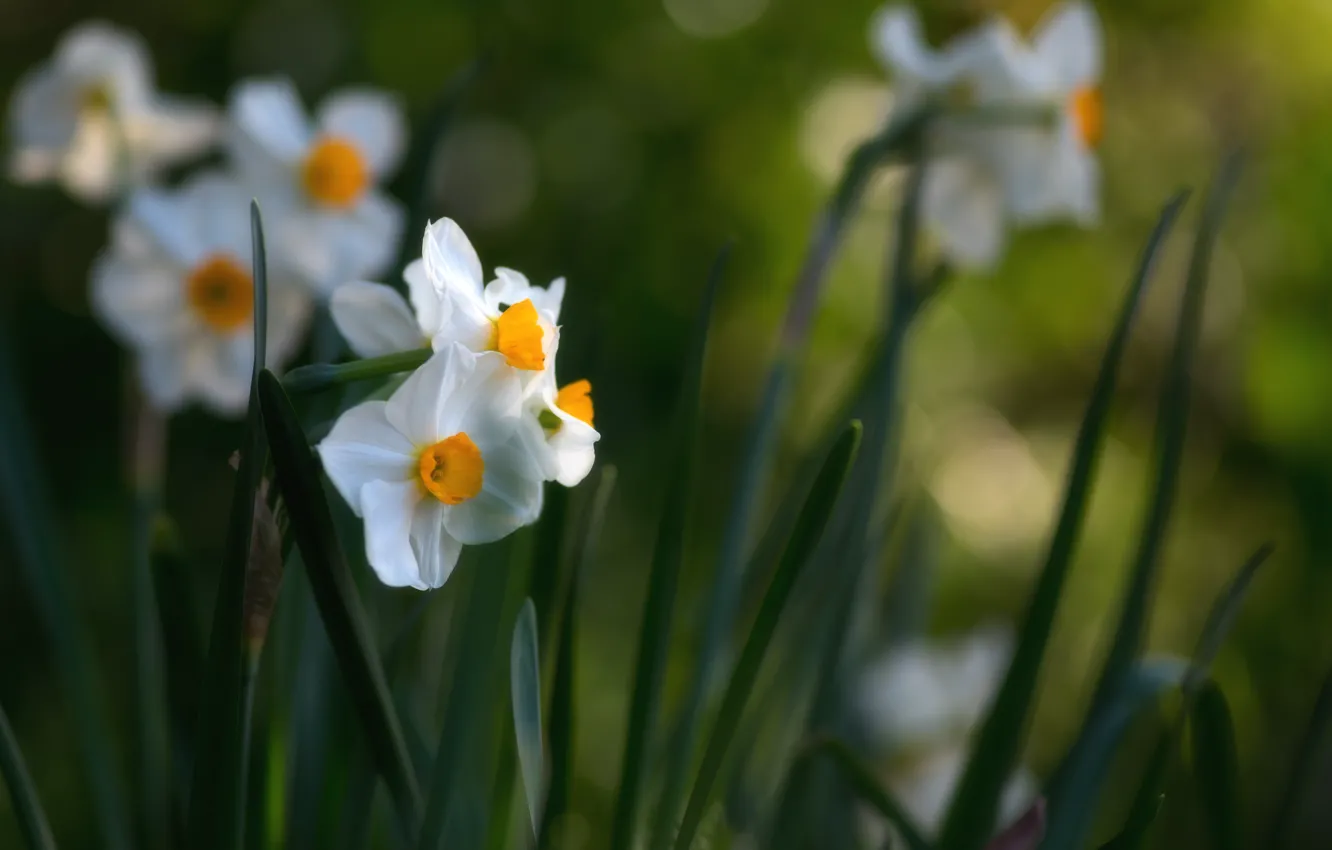 Photo wallpaper flowers, spring, daffodils