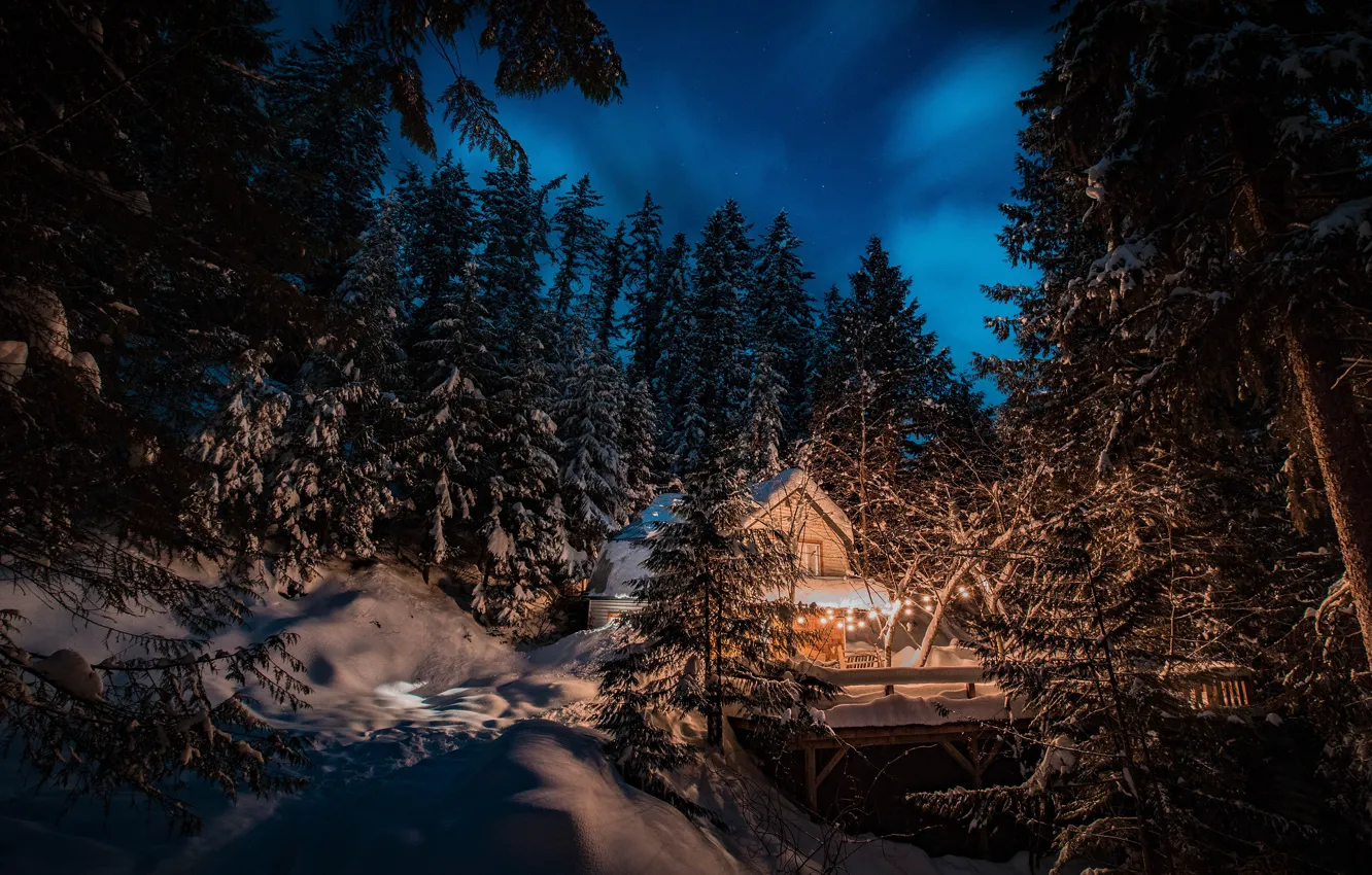 Photo wallpaper winter, forest, the sky, light, snow, trees, night, branches