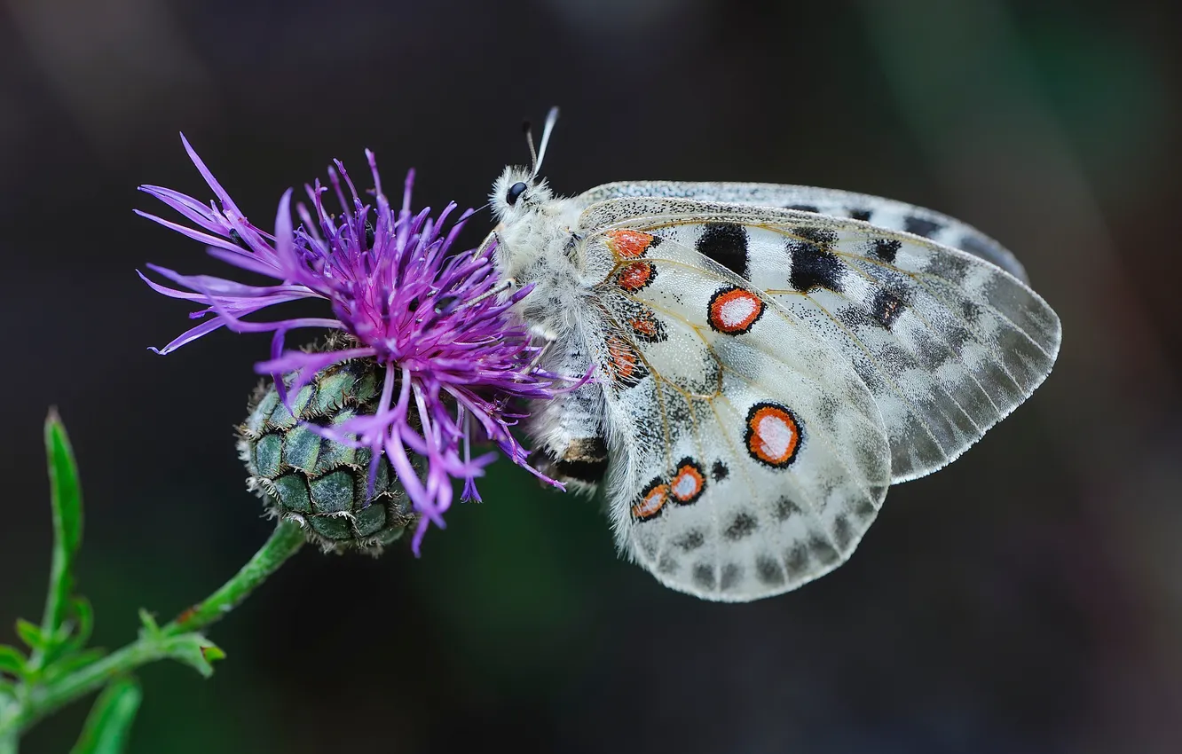 Photo wallpaper Butterfly, Insects, Closeup, apollo butterfly