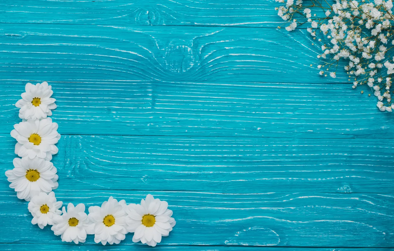 Photo wallpaper flowers, background, chrysanthemum, flowers, background, chrysanthemums