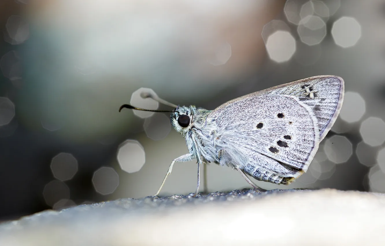 Photo wallpaper macro, surface, butterfly, wings, focus, profile, bokeh