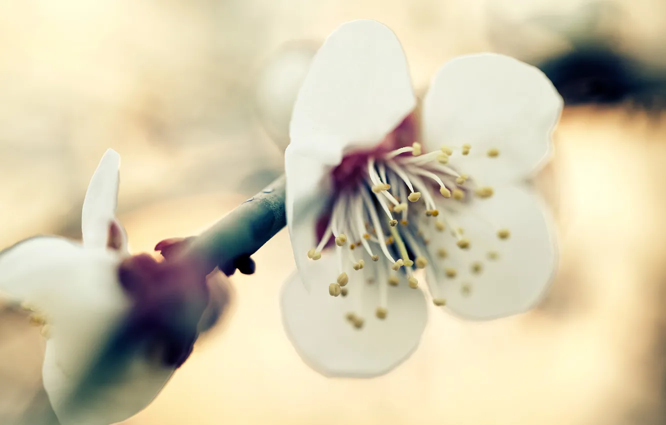 Photo wallpaper trees, flowers, branches, spring, flowering, fruit