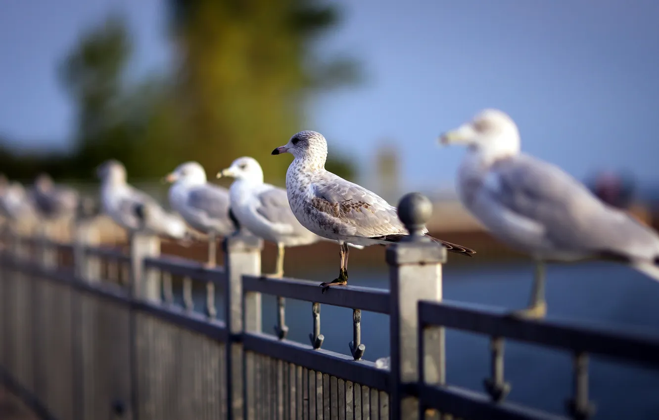 Photo wallpaper beach, depth of field, Flock of Seagulls