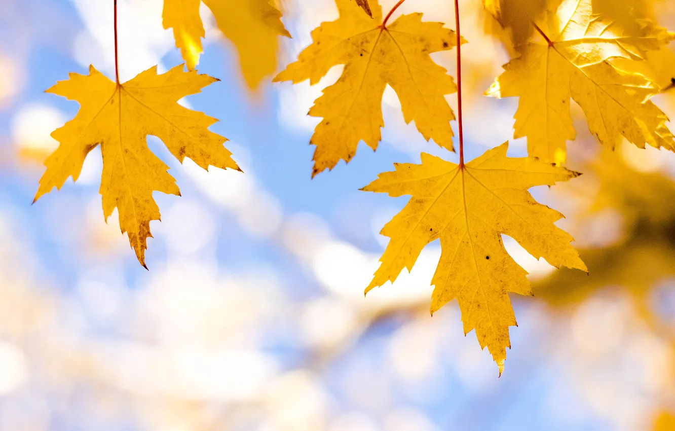 Photo wallpaper autumn, the sky, leaves, maple