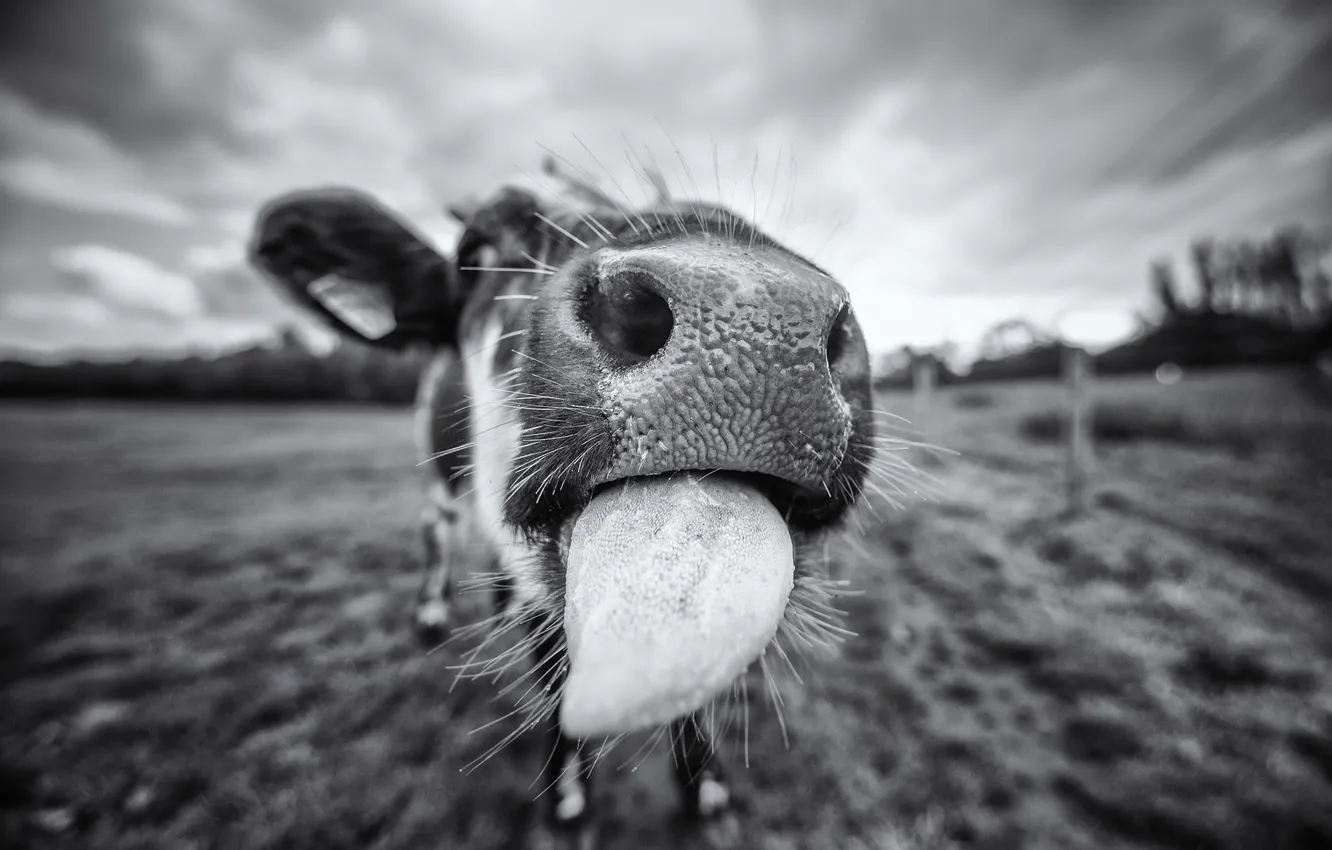 Photo wallpaper face, background, cows
