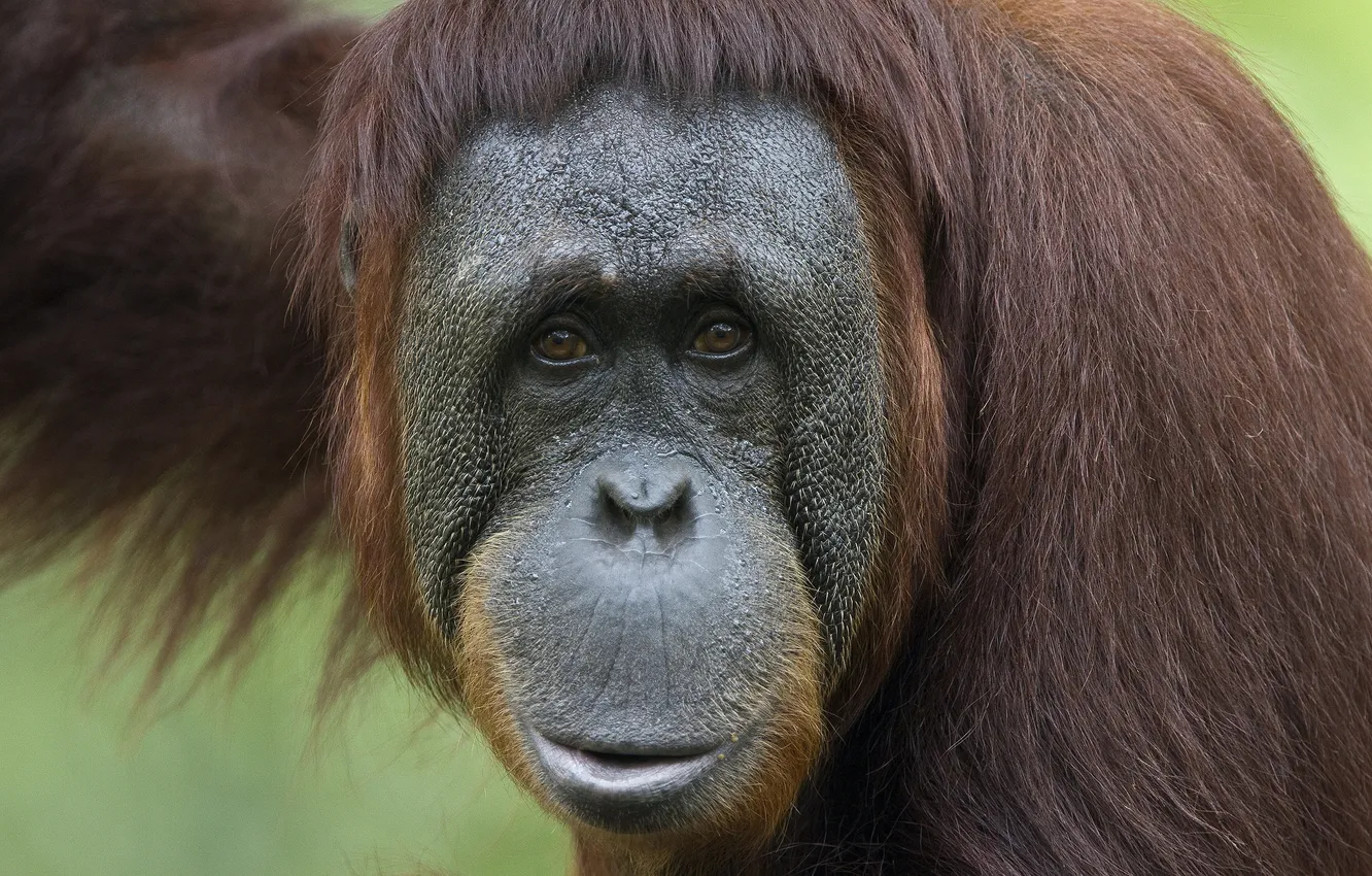 Photo wallpaper monkey, grin, orangutan, Hey