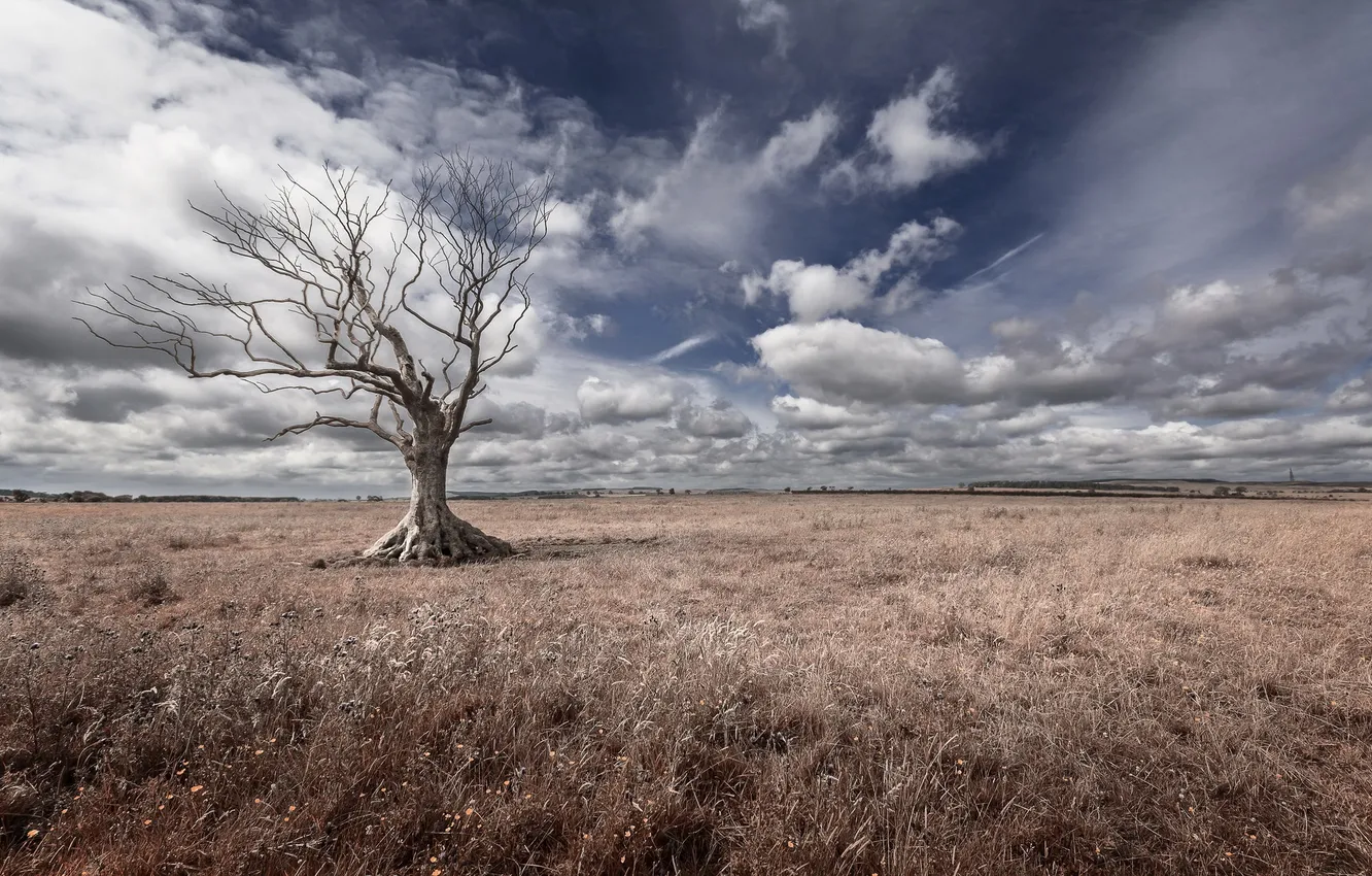 Photo wallpaper field, the sky, trees