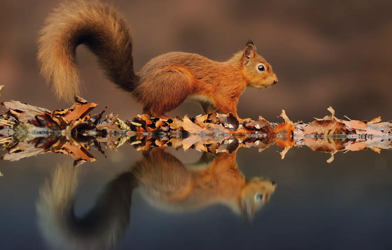 Photo wallpaper water, reflection, foliage, protein, autumn