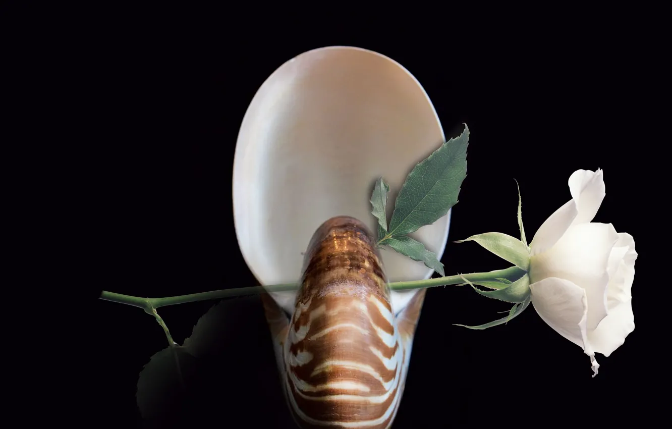 Photo wallpaper flower, decoration, shell, nautilus, still life closeup