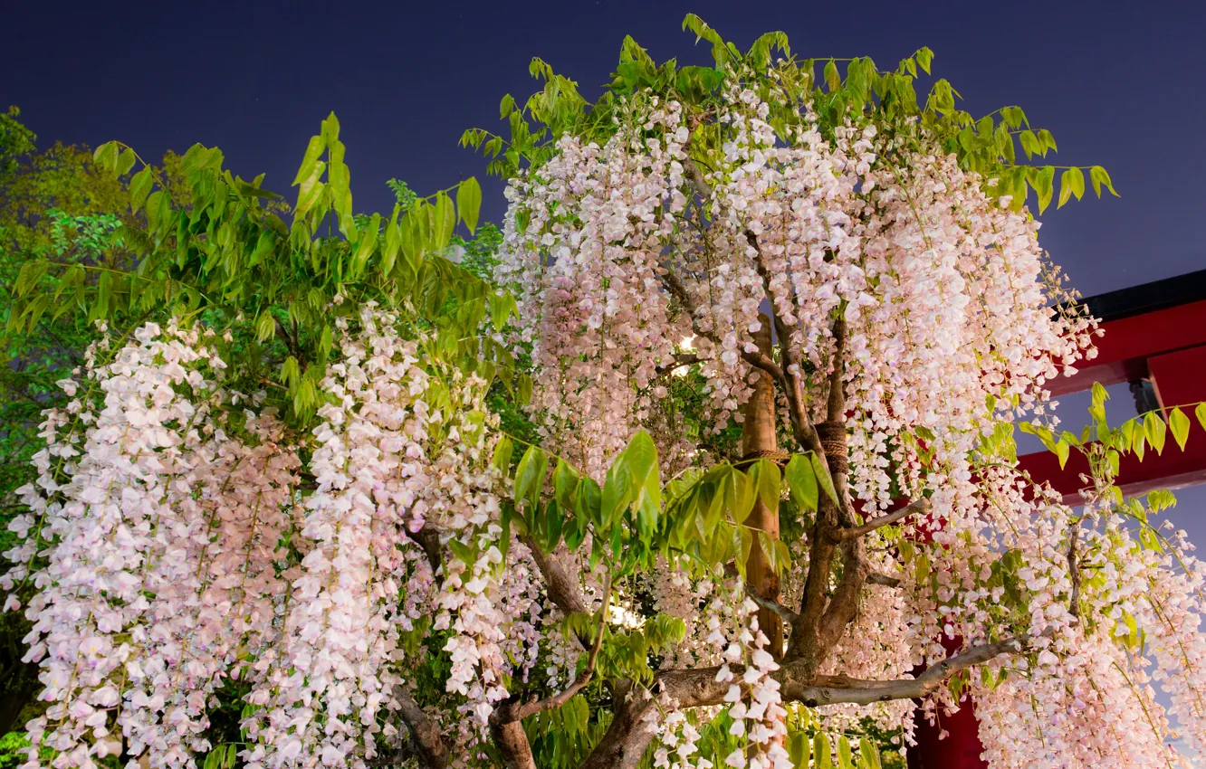 Photo wallpaper flowering, bunches, Wisteria, Wisteria