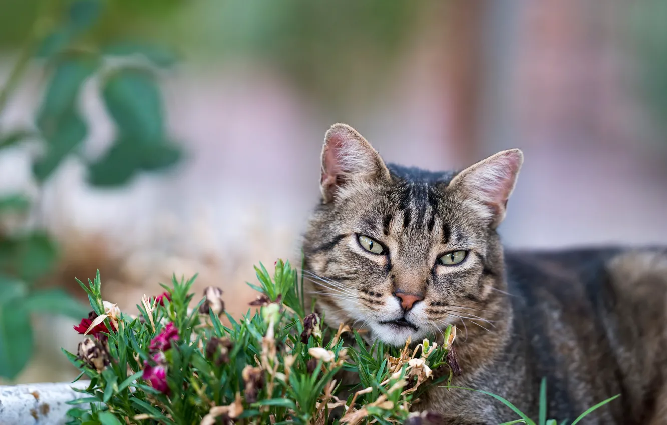 Photo wallpaper greens, cat, summer, grass, cat, look, face, flowers