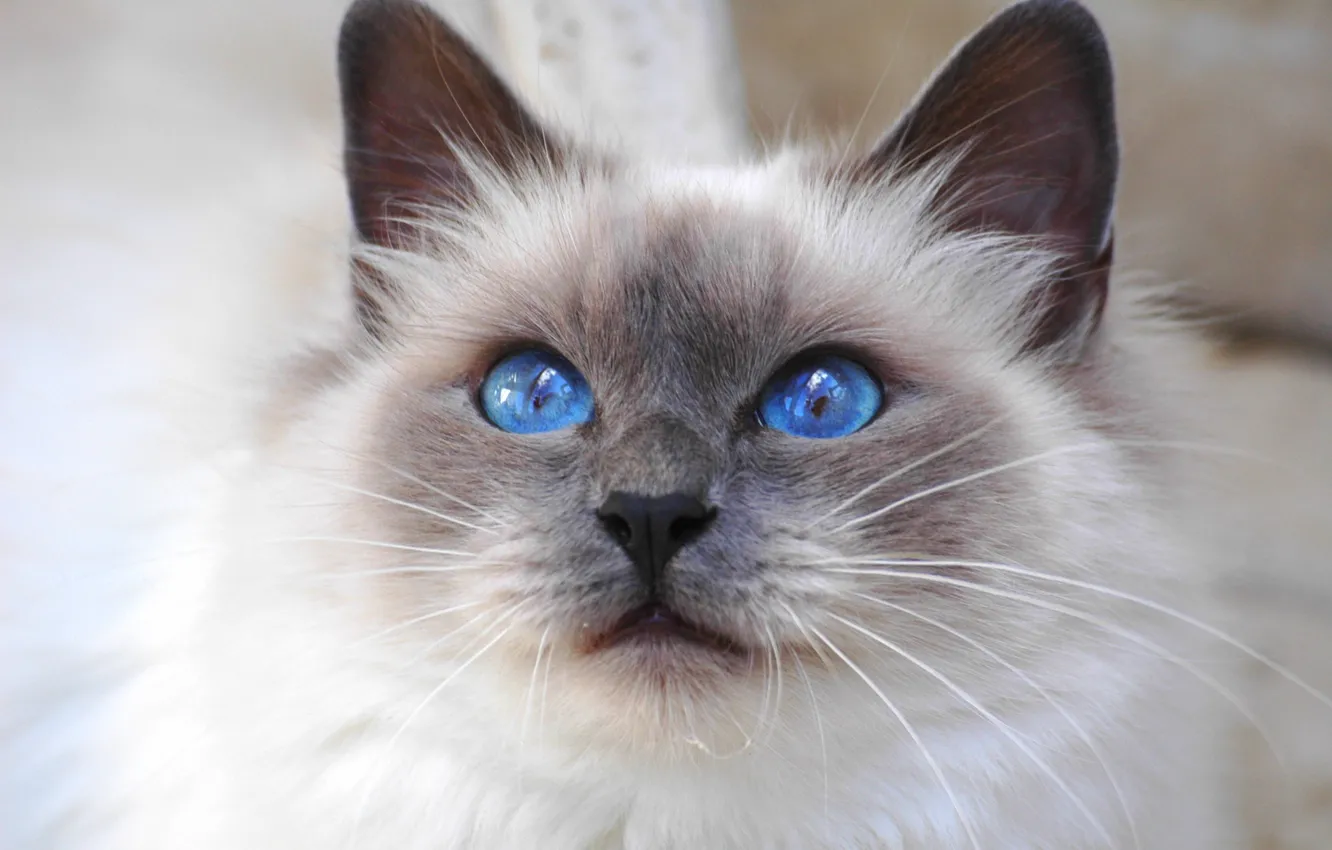 Photo wallpaper cat, look, Cat, cat, blue eyes, breed, Sacred Birman, Burmese