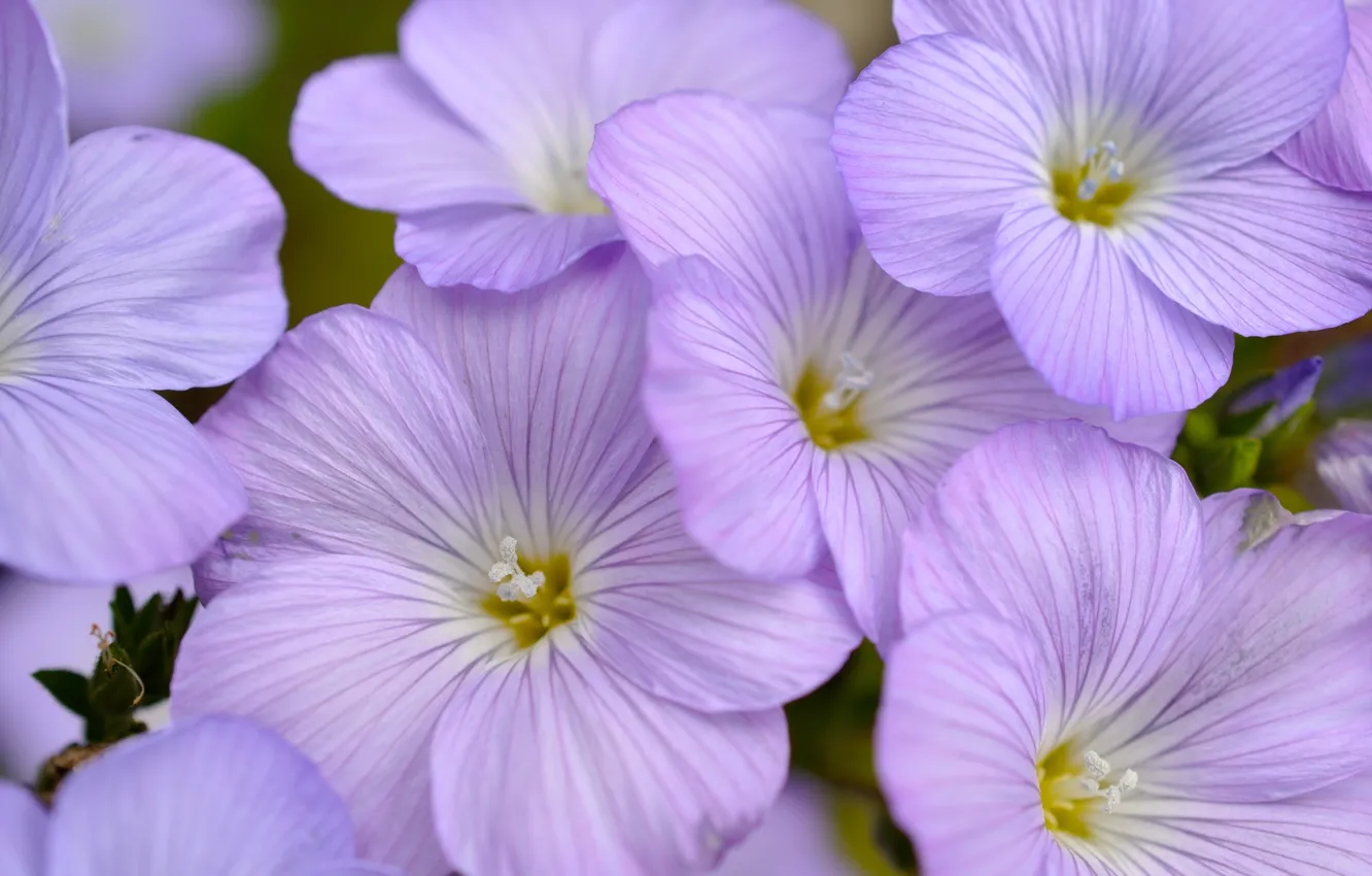 Photo wallpaper macro, len, Flax stiff