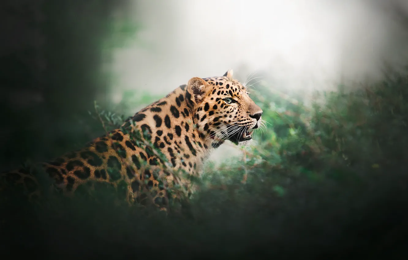 Photo wallpaper greens, leopard, wild cat, bokeh