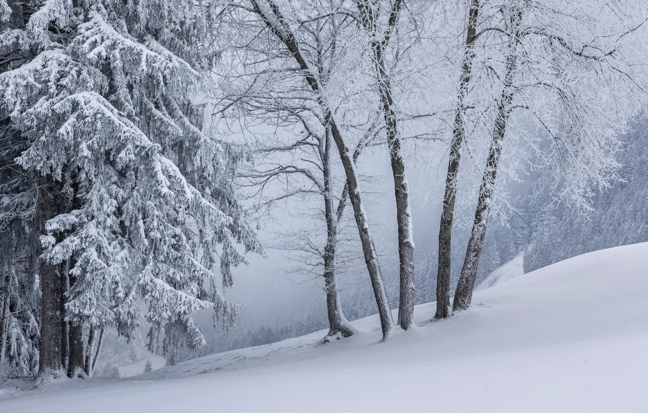 Photo wallpaper winter, frost, forest, snow, trees, branches, nature, spruce