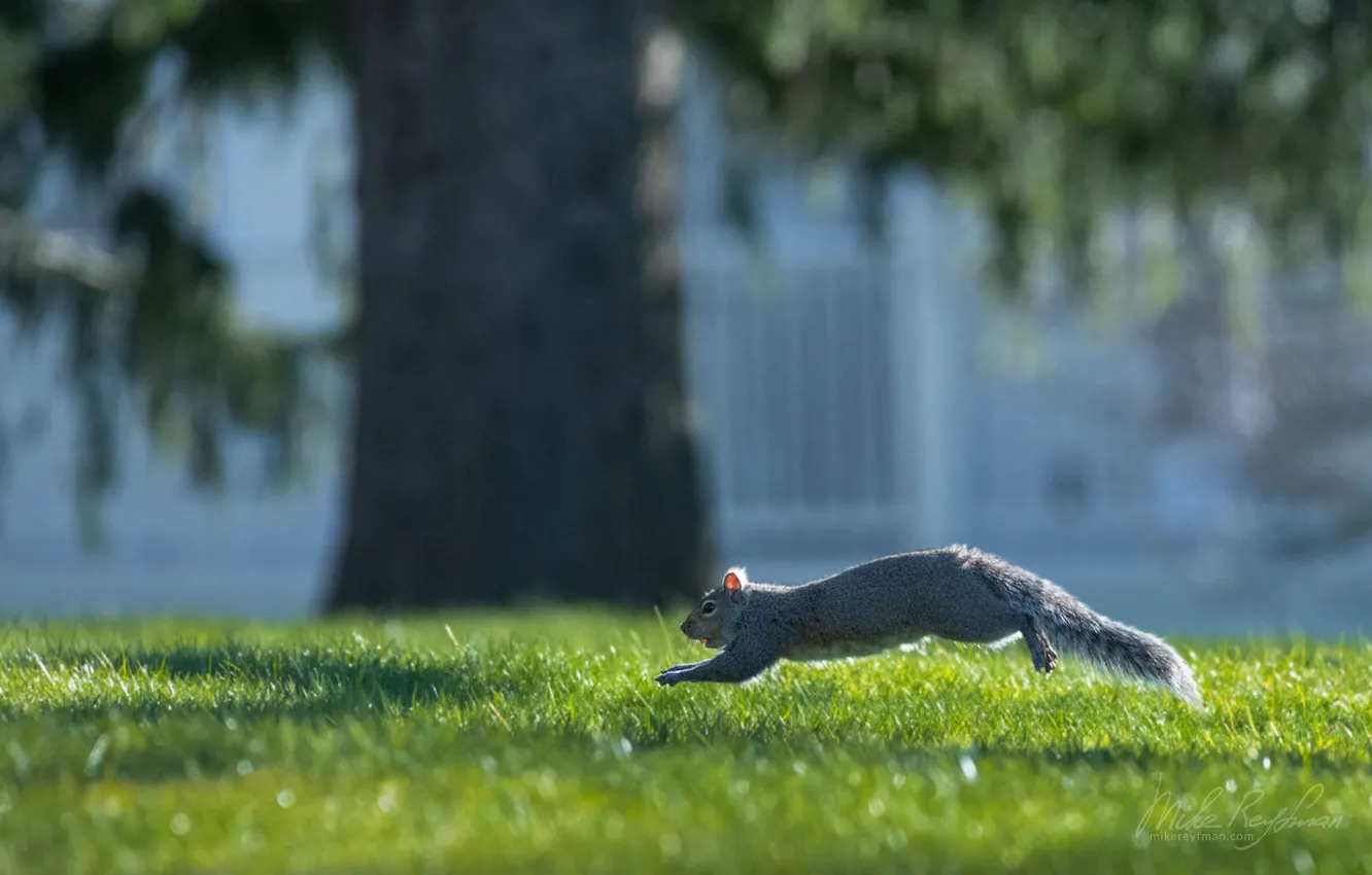 Photo wallpaper grass, the trunk of the tree, Mike Reifman, fox squirrel