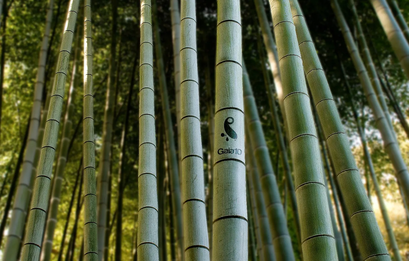 Photo wallpaper macro, trees, green bamboo
