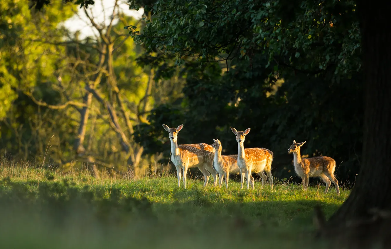 Photo wallpaper fawn, deer, light, nature, foliage, the herd, forest