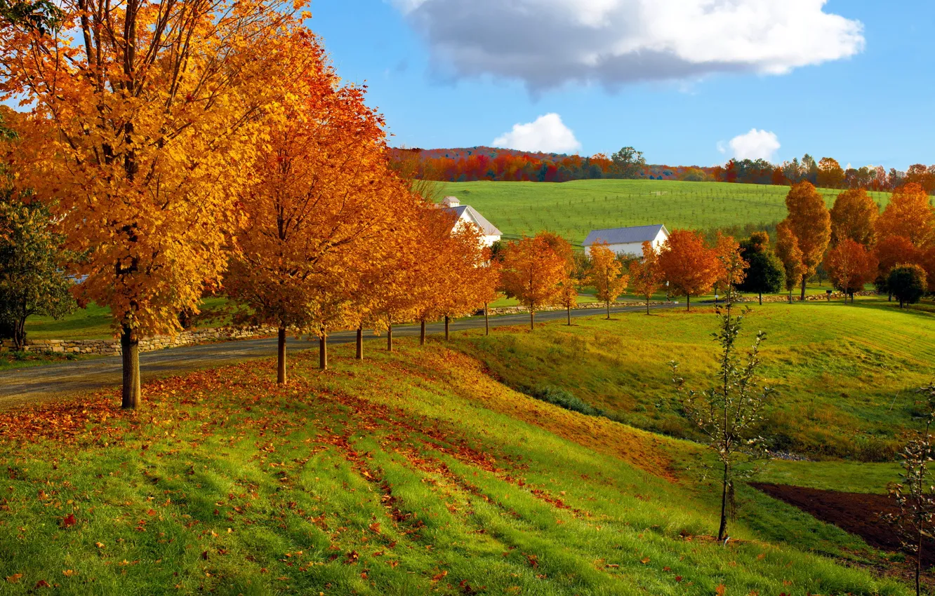 Photo wallpaper road, field, autumn, the sky, clouds, nature, tree, house