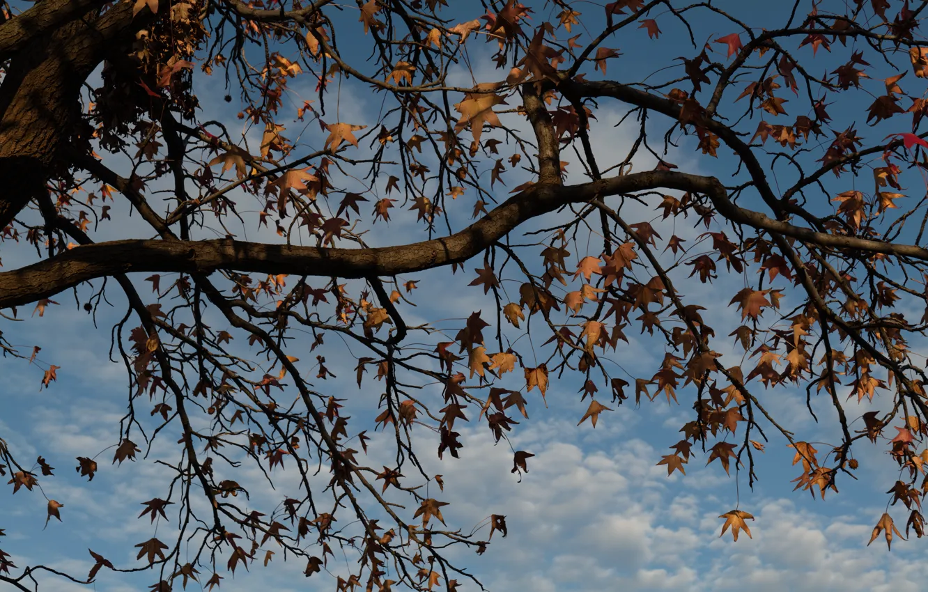 Photo wallpaper autumn, the sky, leaves, clouds, trees, branches