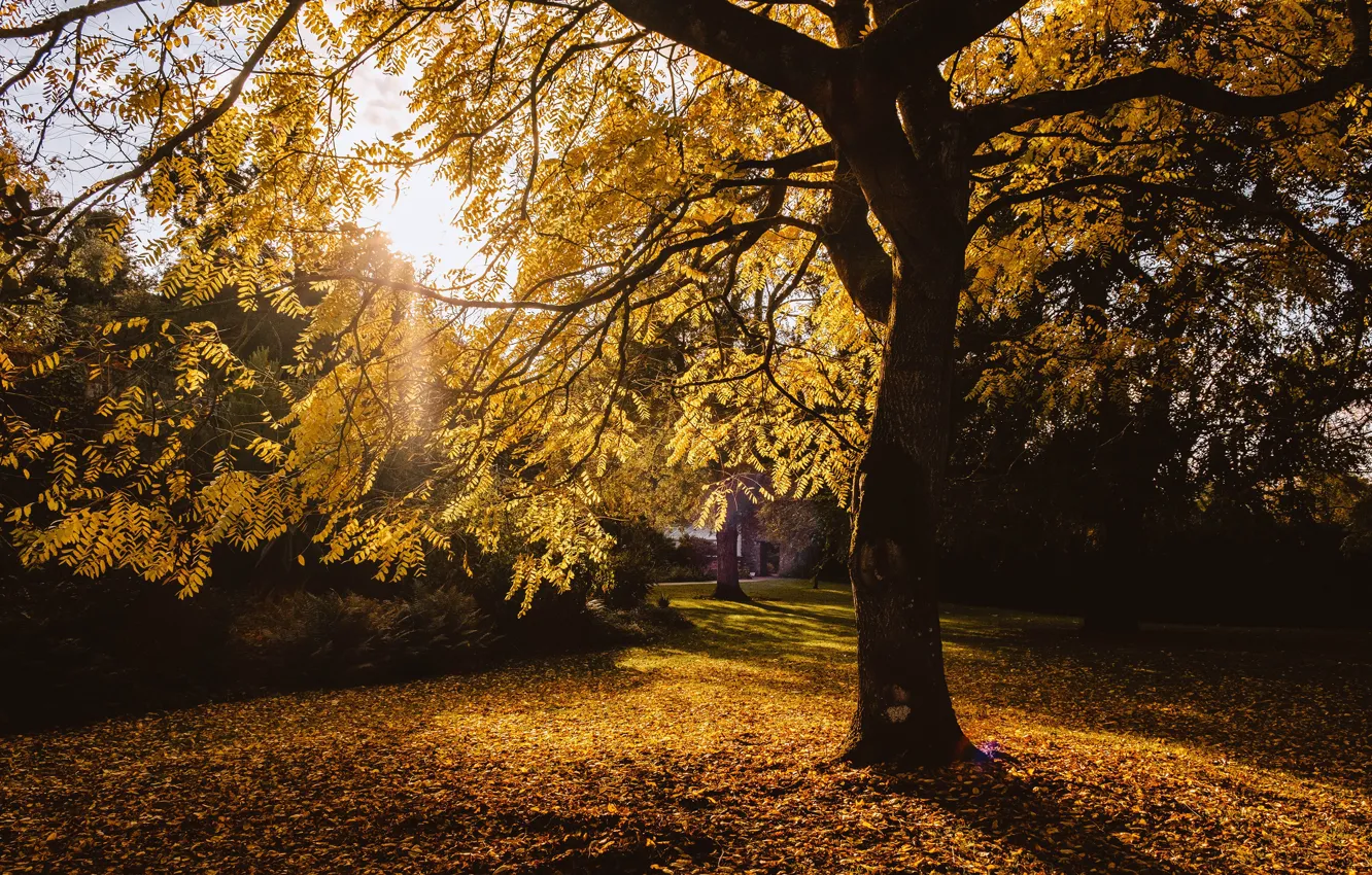 Photo wallpaper autumn, light, branches, Park, tree, foliage, Golden autumn, spreading