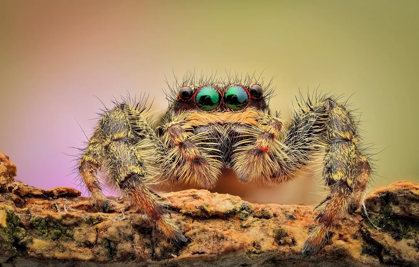 Photo wallpaper eyes, macro, background, spider