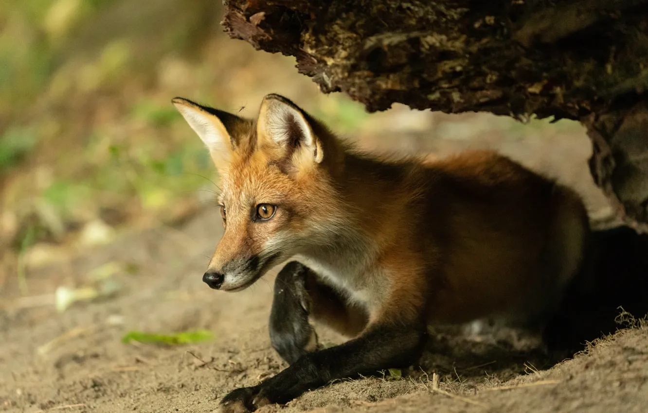 Photo wallpaper nature, pose, animal, snag, cub, Fox