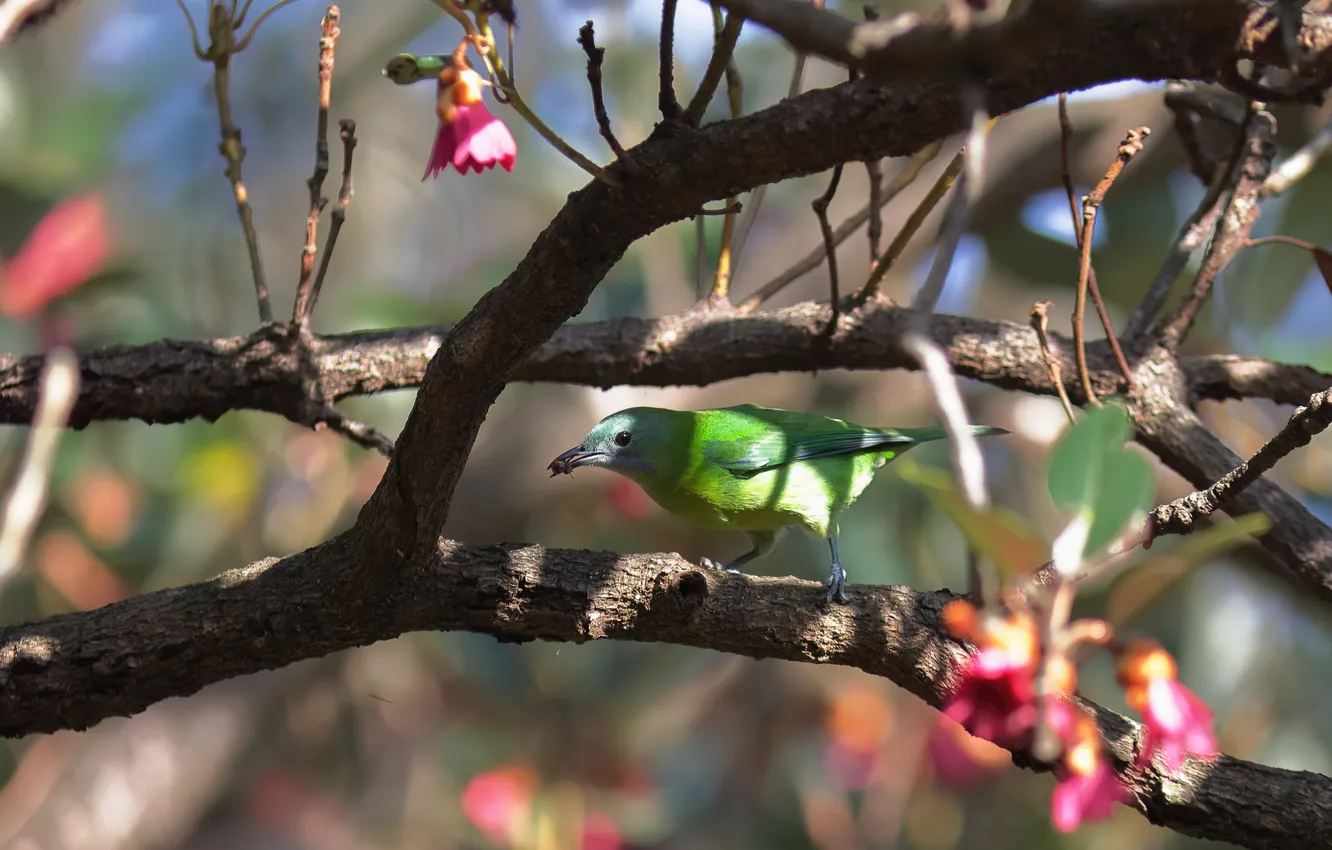 Photo wallpaper light, trees, flowers, branches, green, bird, shadow, spring