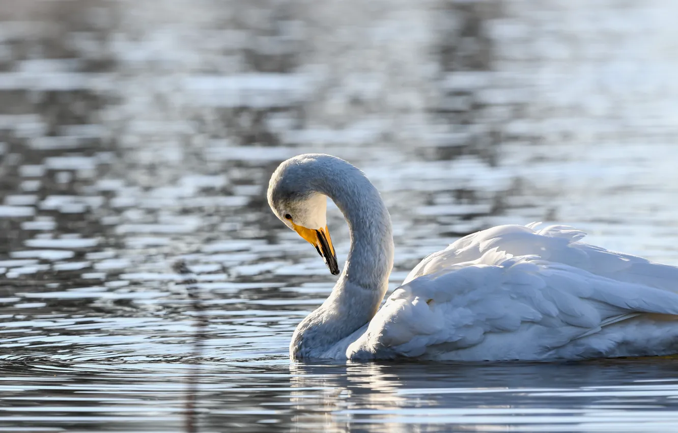 Photo wallpaper white, light, bird, swans, pond