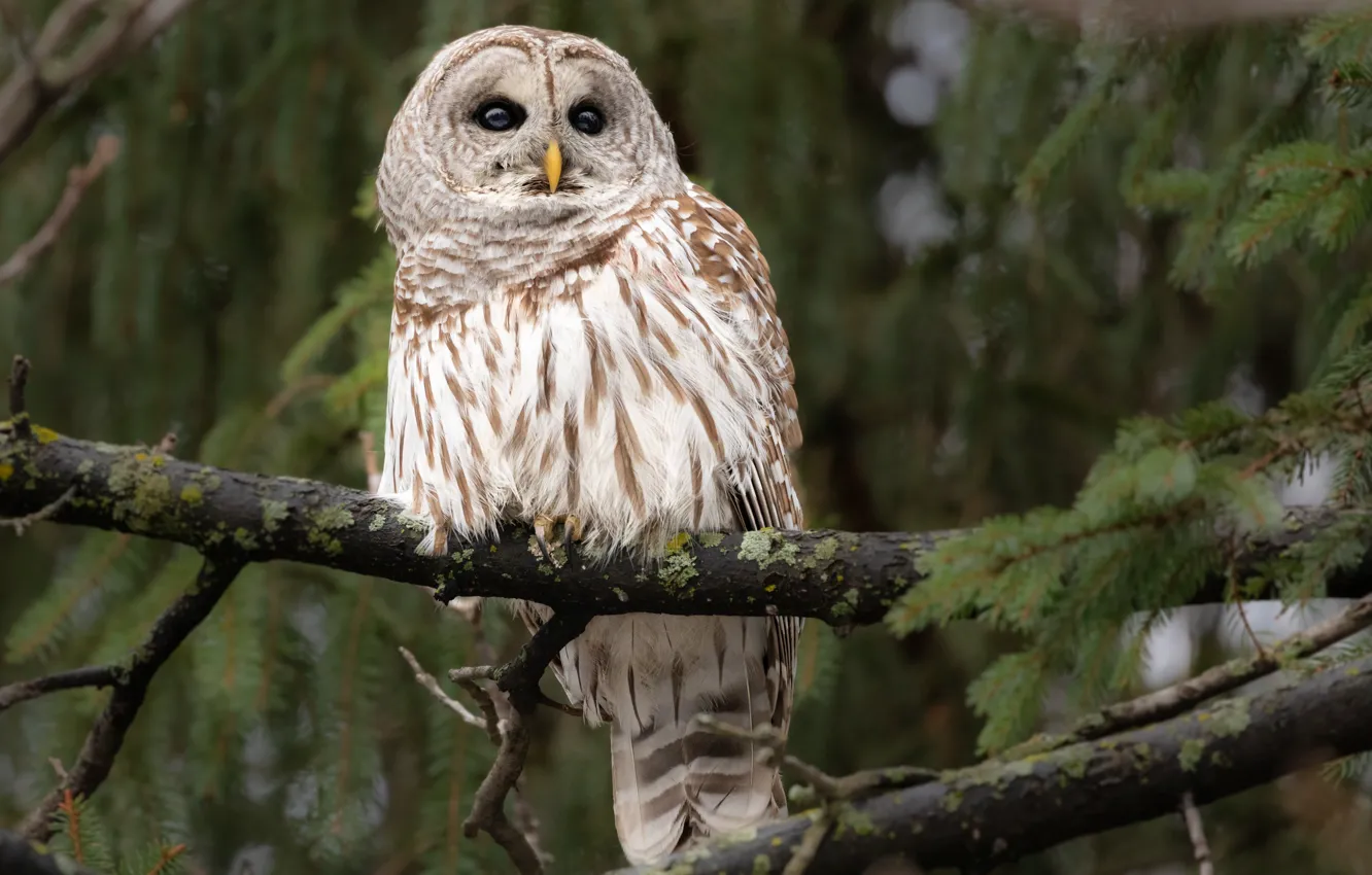 Photo wallpaper forest, branches, owl, bird, needles, owl