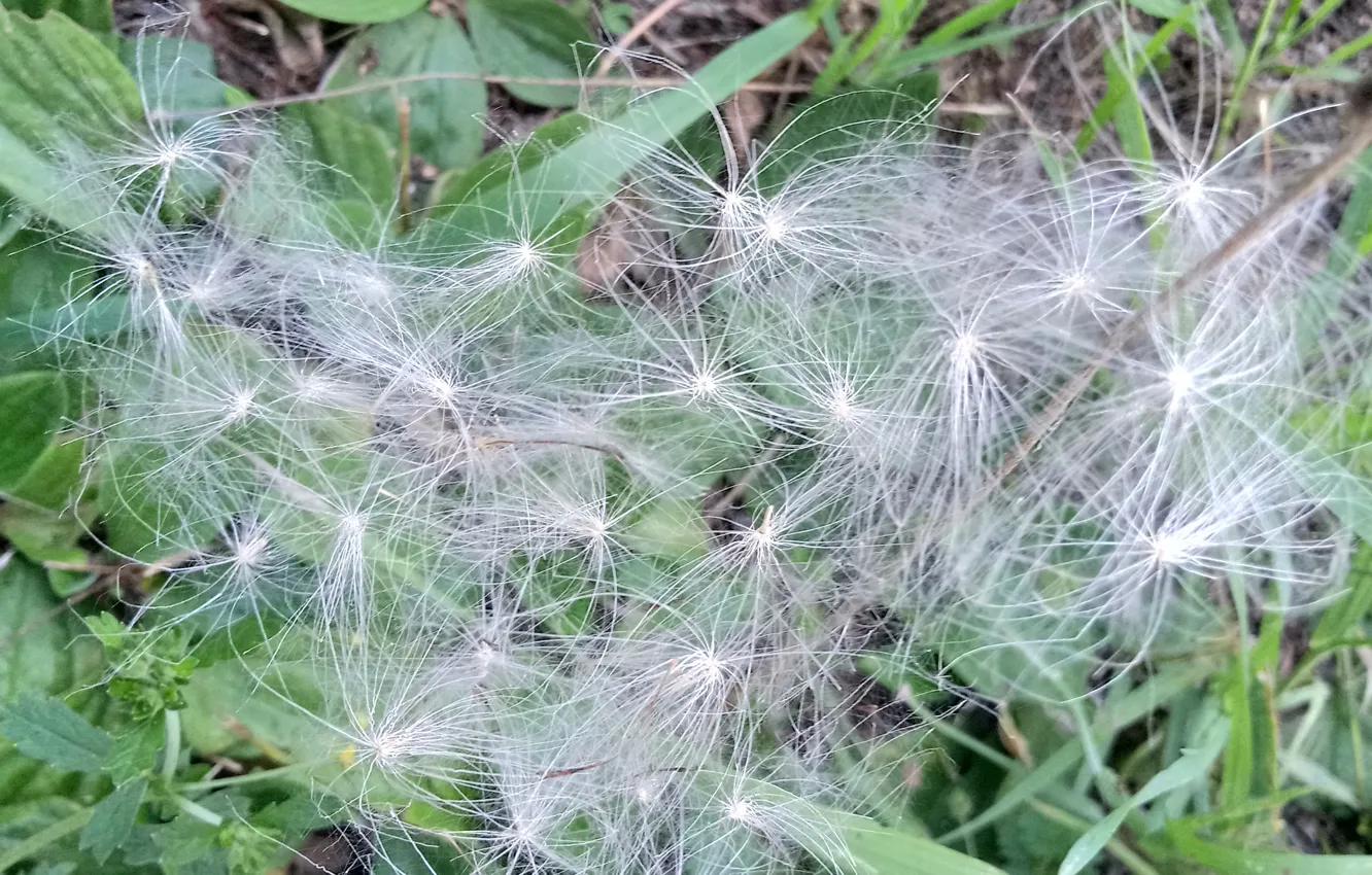 Photo wallpaper dandelion, fluff, dandelion seeds