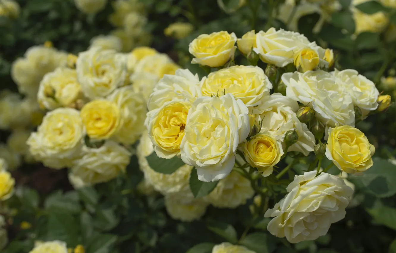 Photo wallpaper yellow, roses, the bushes