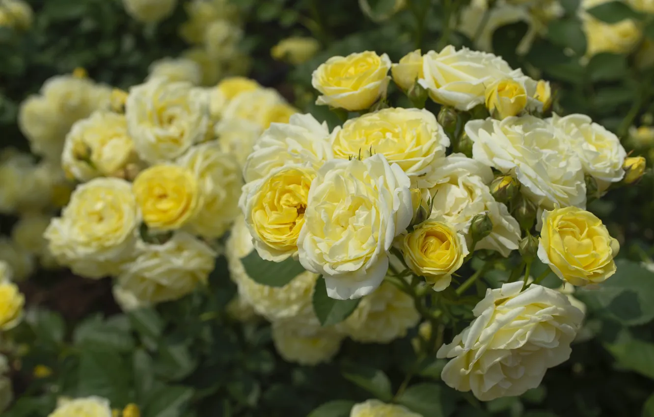 Photo wallpaper yellow, Bush, roses