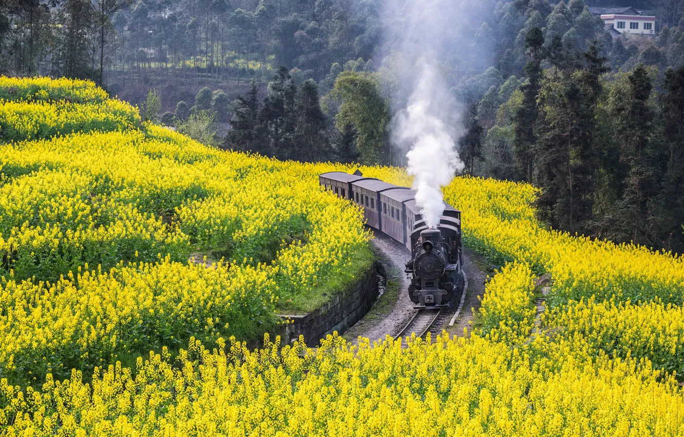 Photo wallpaper field, forest, flowers, yellow, train, the engine, spring, pair
