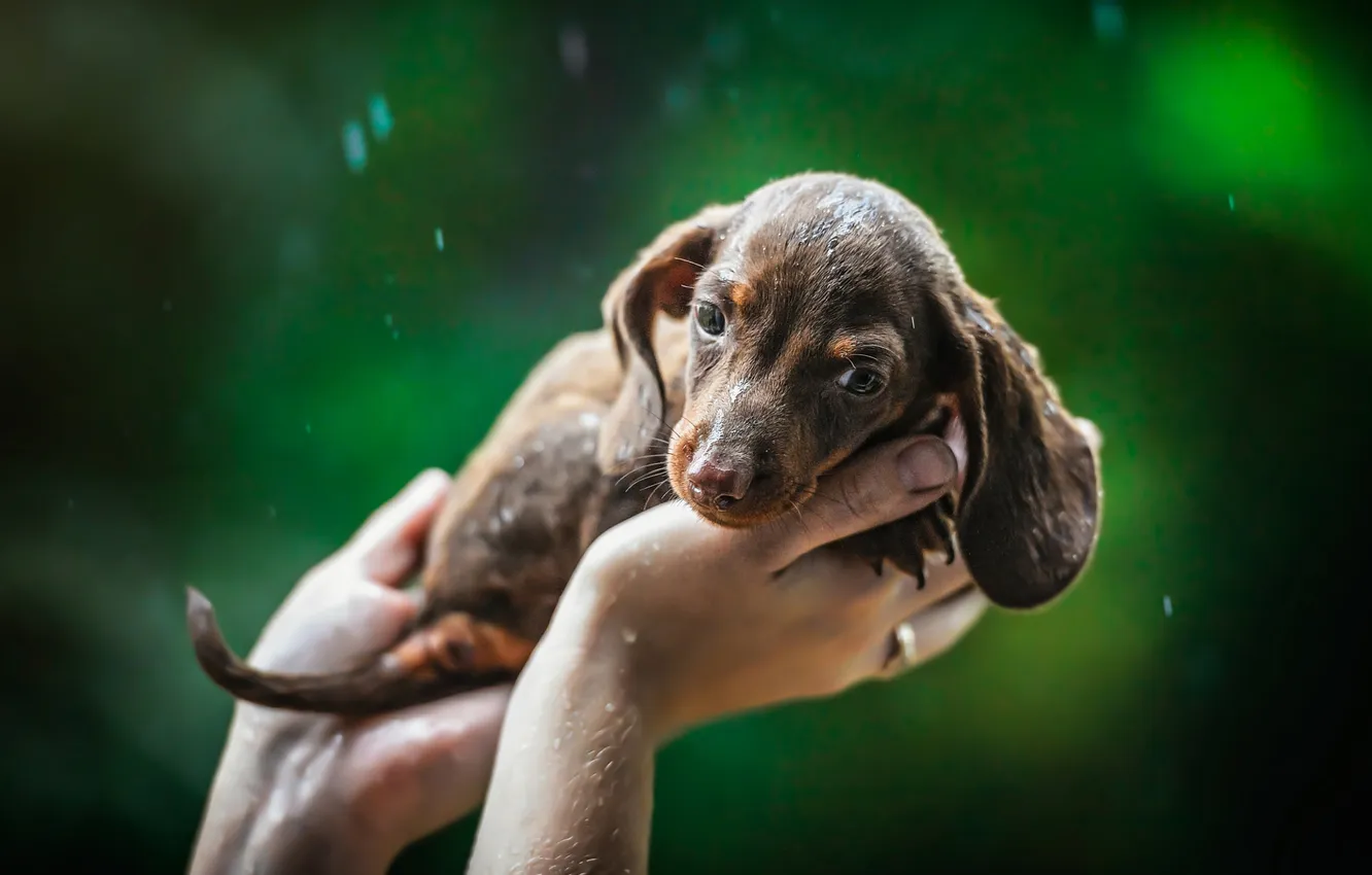 Photo wallpaper look, drops, nature, pose, rain, dog, wet, hands