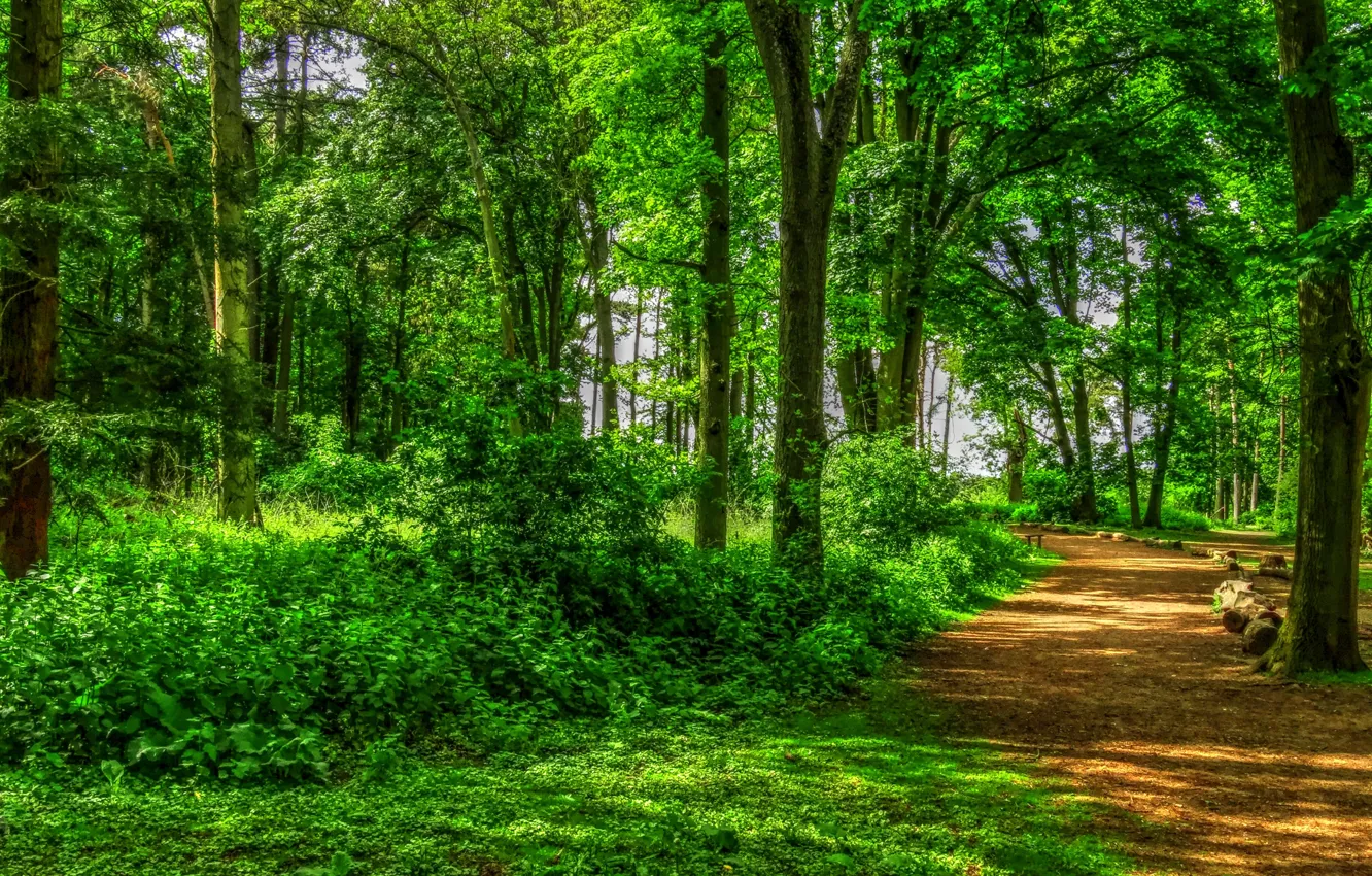 Photo wallpaper summer, the sun, trees, Park, England, hdr, track, alley