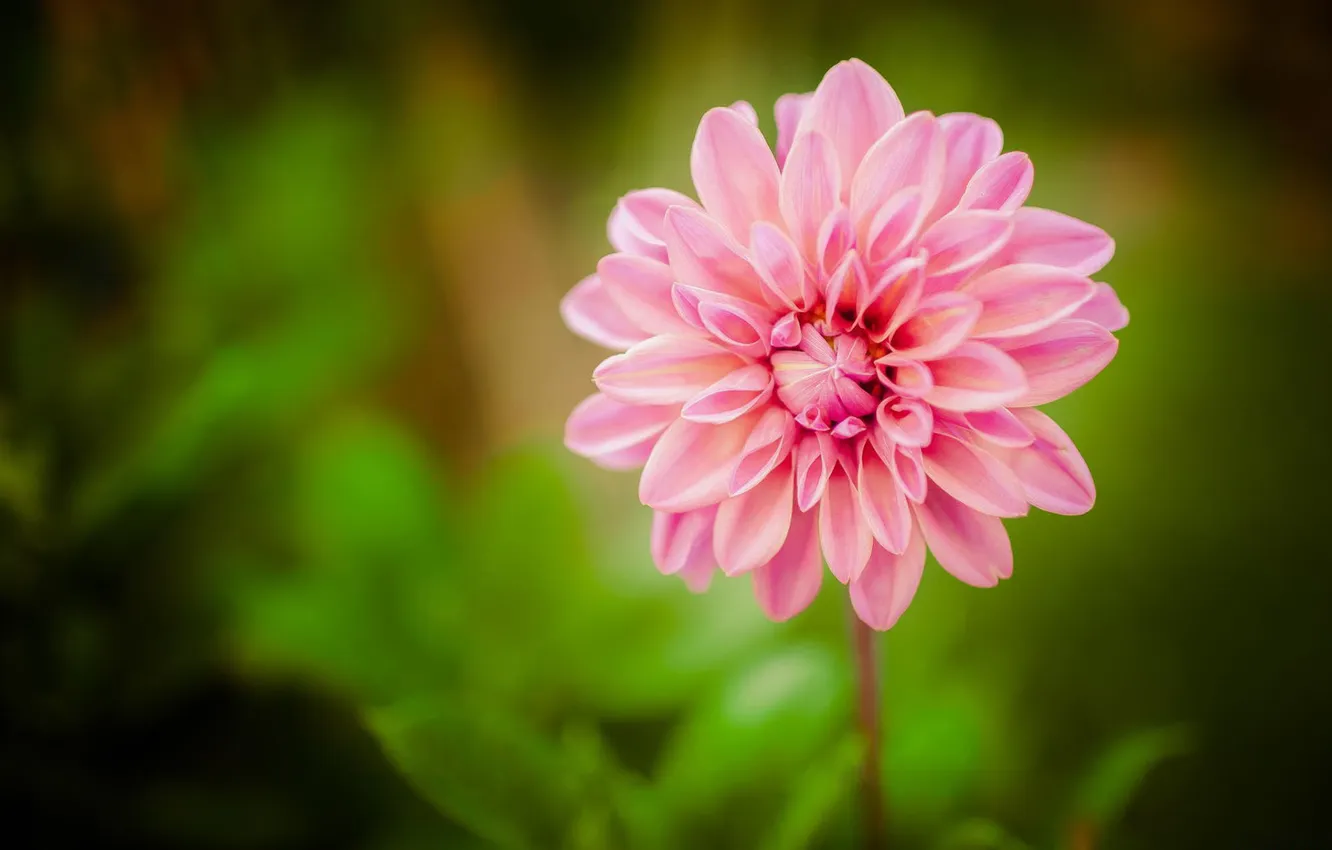 Photo wallpaper flowers, petals, blur, pink, dahlias