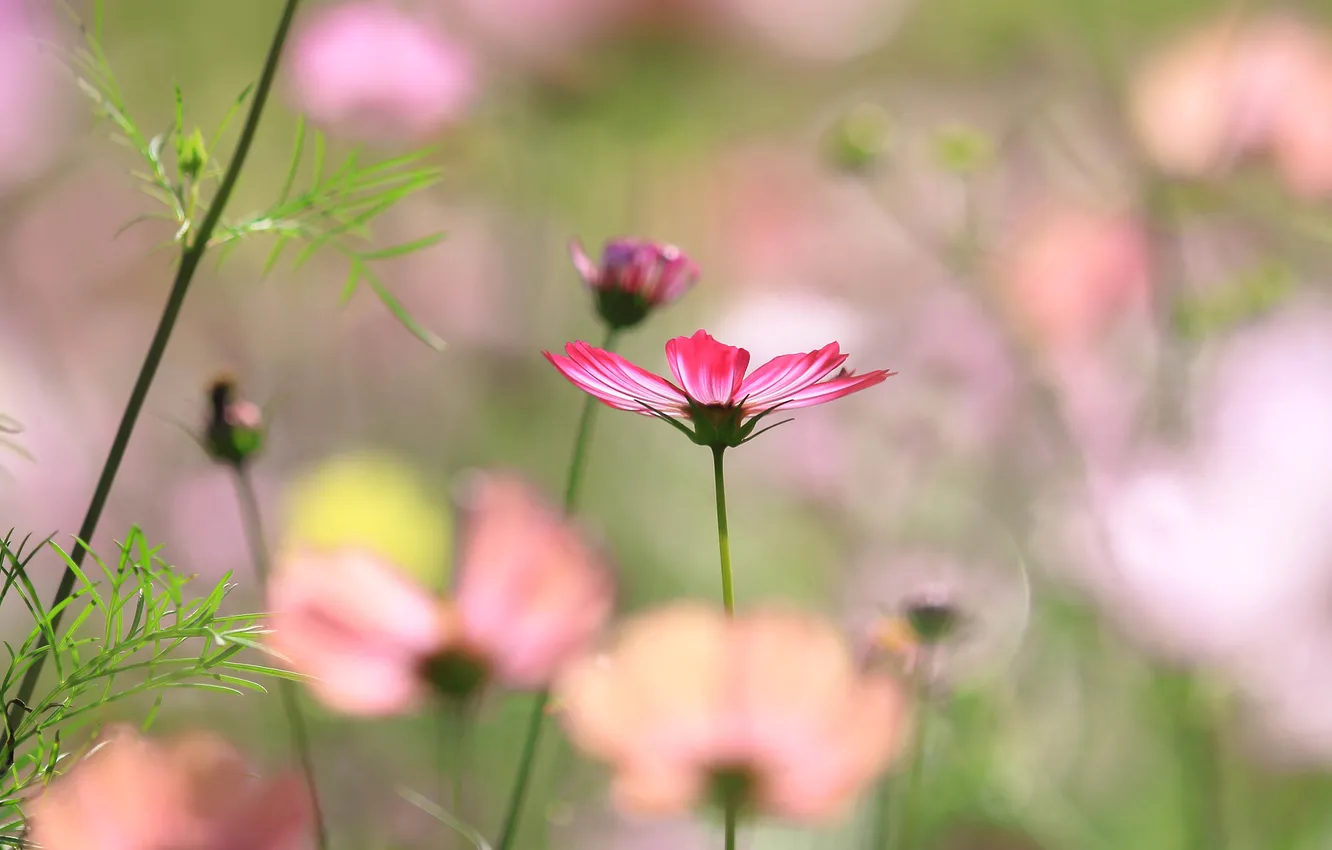 Photo wallpaper field, macro, flowers, petals, stem, meadow