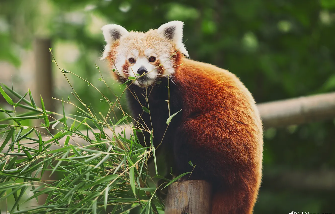 Photo wallpaper branches, foliage, bamboo, red Panda, Firefox