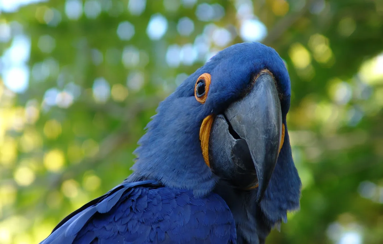 Photo wallpaper blue, bird, parrot