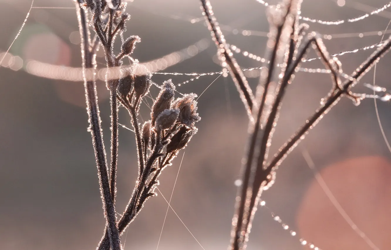 Photo wallpaper frost, drops, branches, glare, plant, web, the sun, freezing