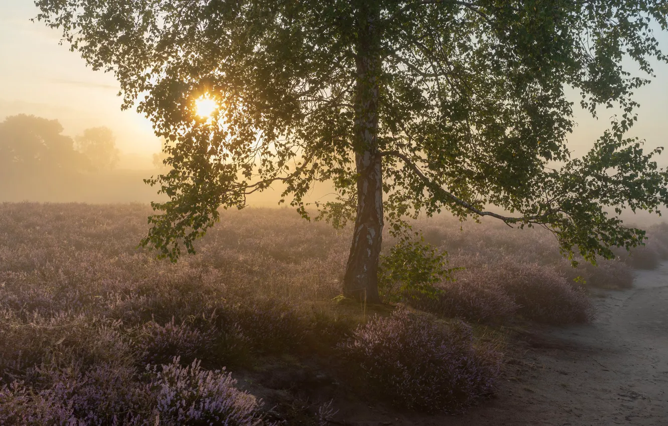 Photo wallpaper trees, fog, morning, birch, Heather