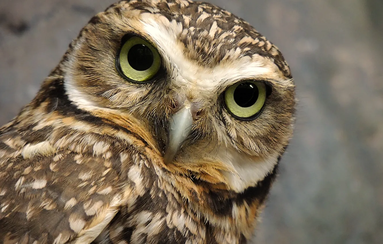 Photo wallpaper owl, bird, Burrowing owl, by DingoDogPhotography
