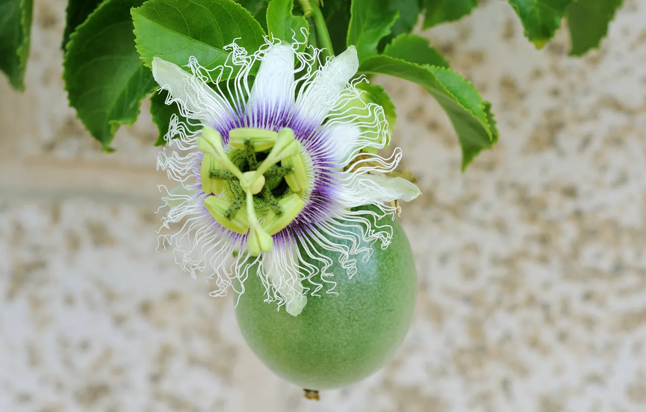 Photo wallpaper white, purple, flowers, green, fruit, Passionflower