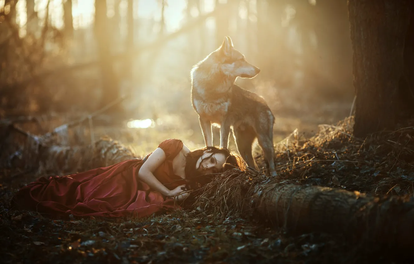 Photo wallpaper forest, girl, light, wolf, dog, lies, red dress