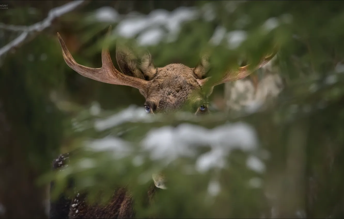 Photo wallpaper look, horns, moose, these eyes opposite