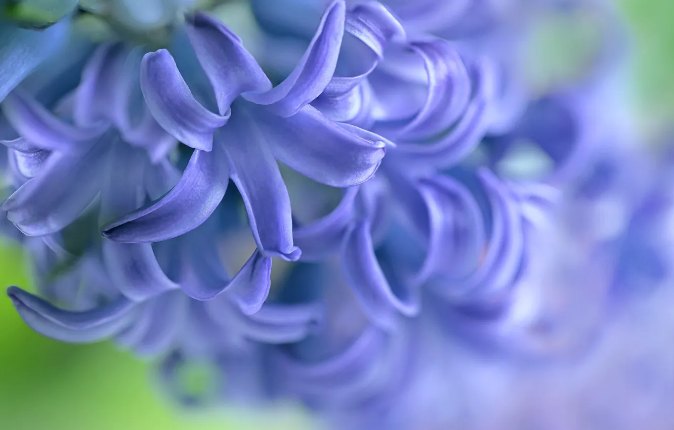 Photo wallpaper macro, flowers, petals, hyacinths